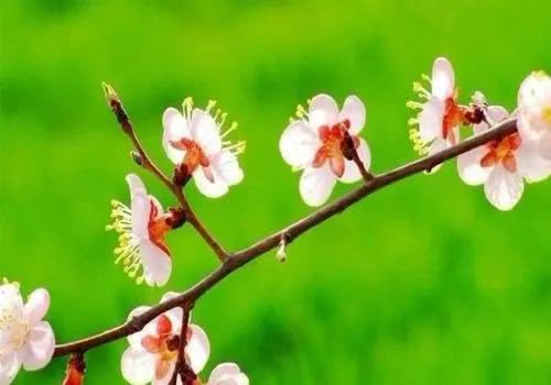 描述春天最好的十首诗句,积累十句关于春天的诗句