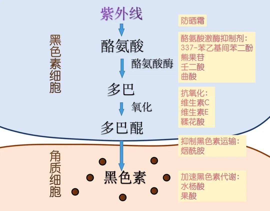 【香爵生活】能让姑娘们变白的好办法有哪些?
