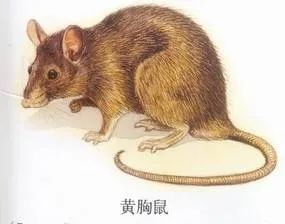 鼠类四害,防治鼠害最佳方法是什么