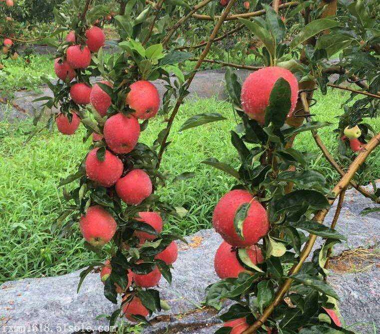 苹果优质品种树苗,苹果优良品种