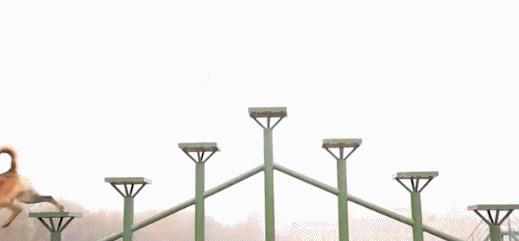 长得最像狼的狗,最帅狗