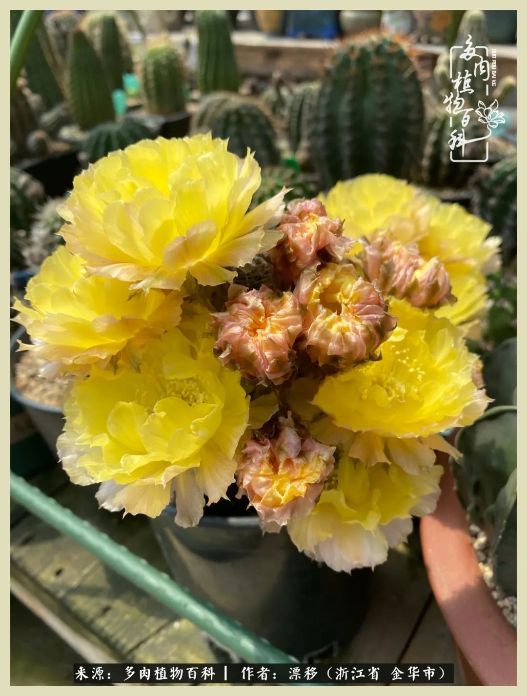 仙人球开花并散发着香味,仙人球花盛开吐露芬芳