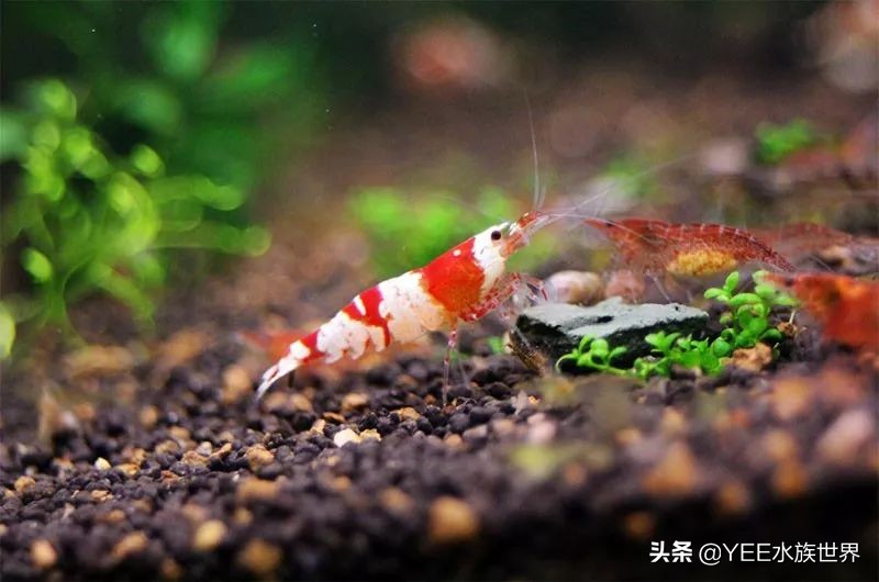 人工养殖虾最新价格,最新的观赏虾