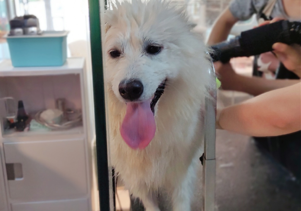 狗狗息肉不明显需要处理吗,狗狗眼睛长了息肉保守治疗