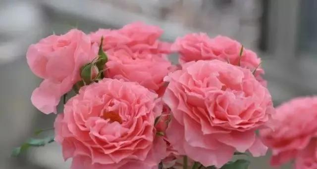 每天学习一点点各种花代表的花语,每天学习一朵花知识