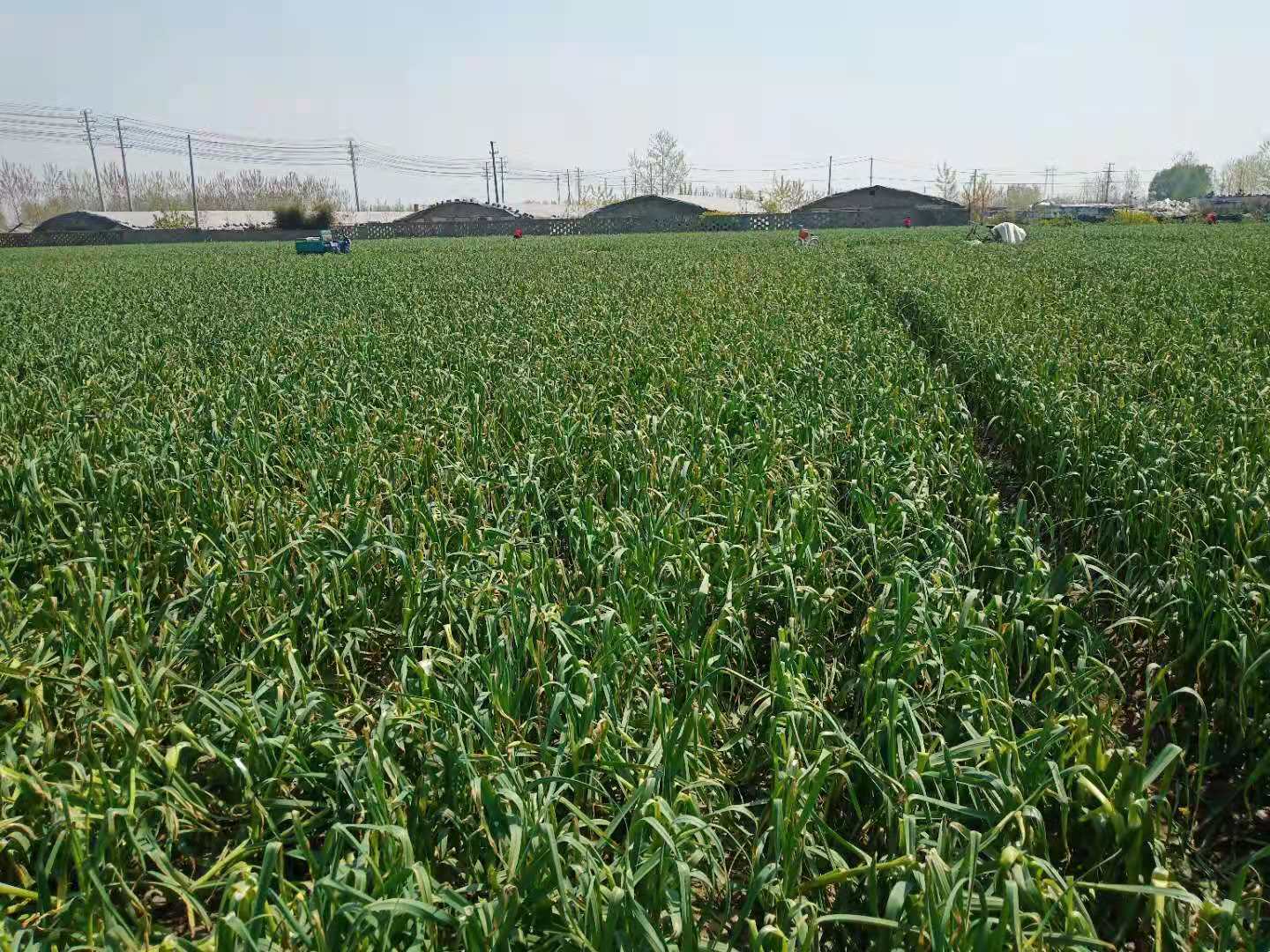 怎样采蒜苔,怎么抽蒜薹才能高产