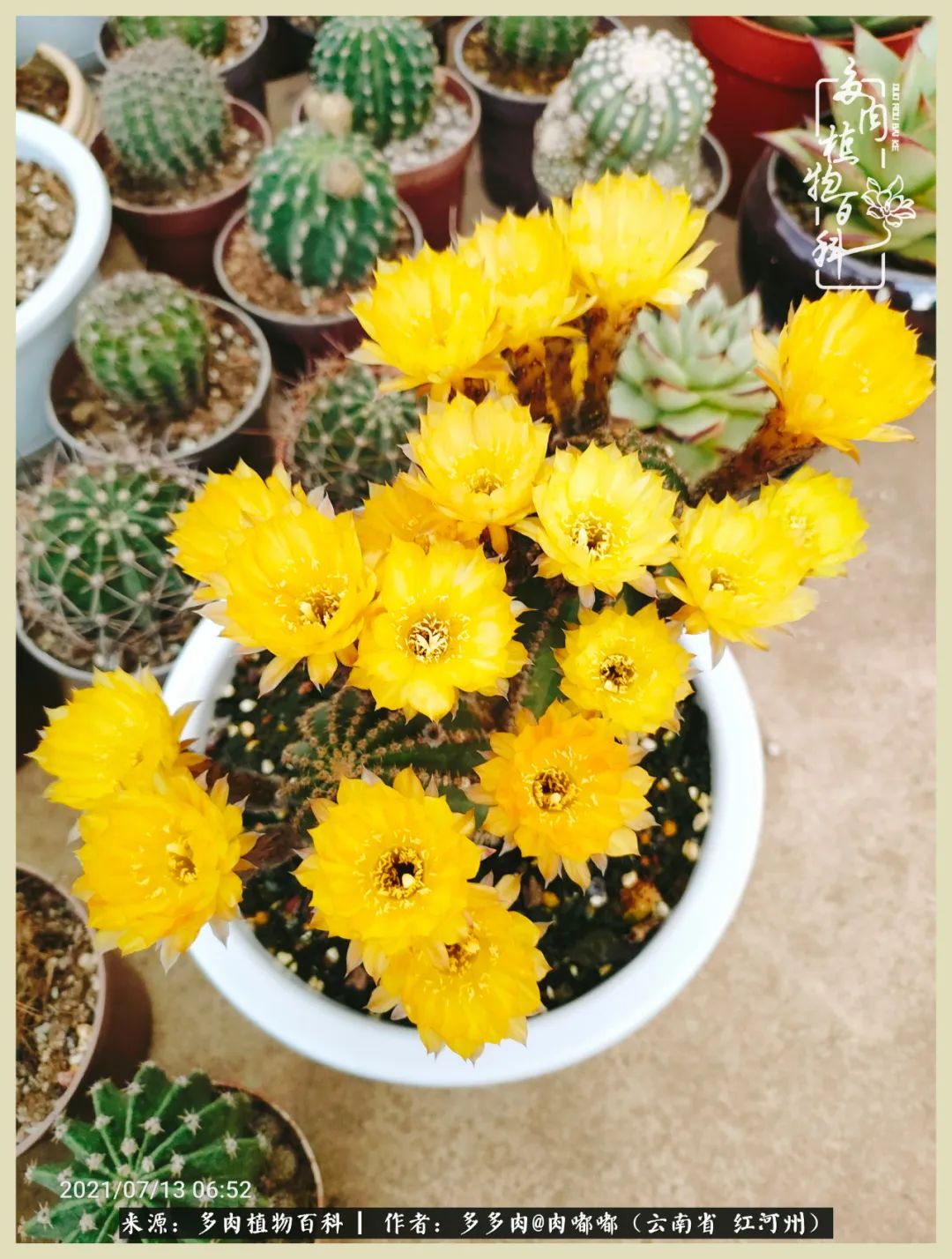 这个春天我们一起去赏花,这个季节我们一起去看花