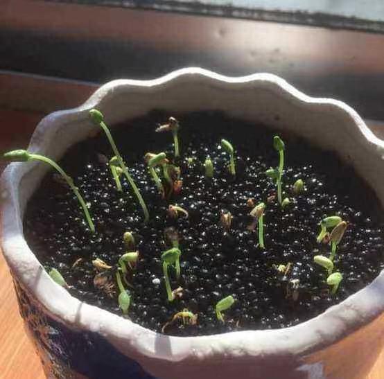 石榴籽盆栽生长过程,石榴籽种盆栽的时间选择