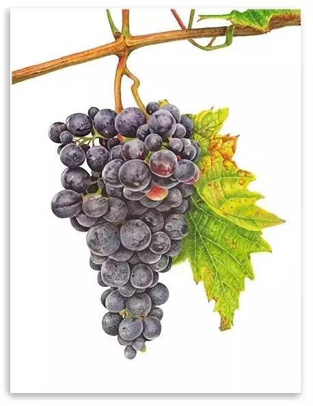 超写实绘画真实吗,超写实的植物绘画