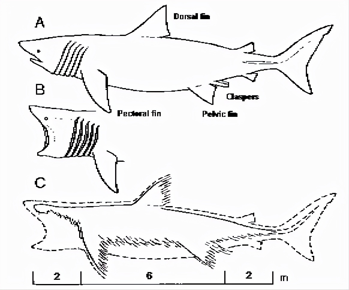日本当年打捞的海怪,1977年日本捕获海怪照片