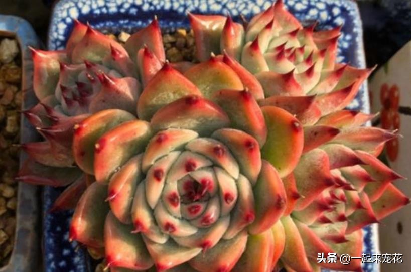 吉娃娃多肉冬天养护方法,吉娃娃类多肉怎么爆盆