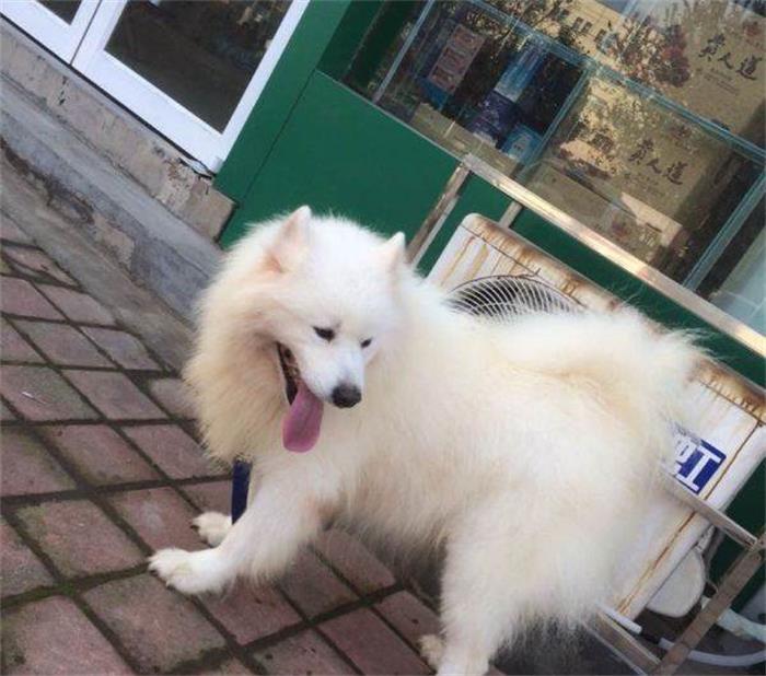 萨摩耶拆家,萨摩耶为什么这么会拆家