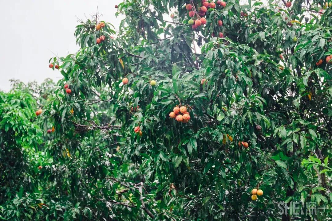 重庆轨道3号线,贵阳地铁3号线