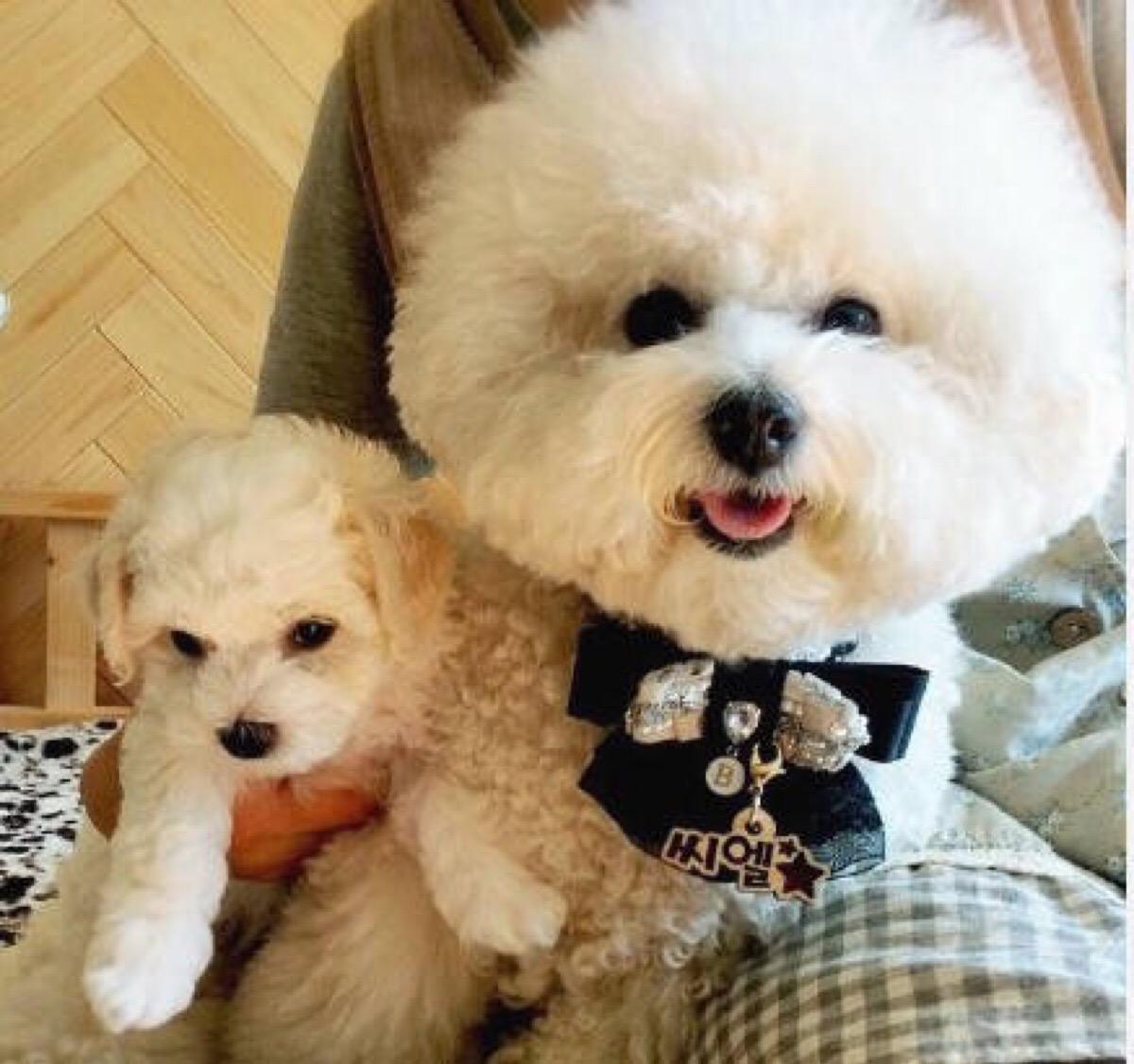 比熊犬毛太稀太软怎么办,比熊犬泪痕预防方法有哪些