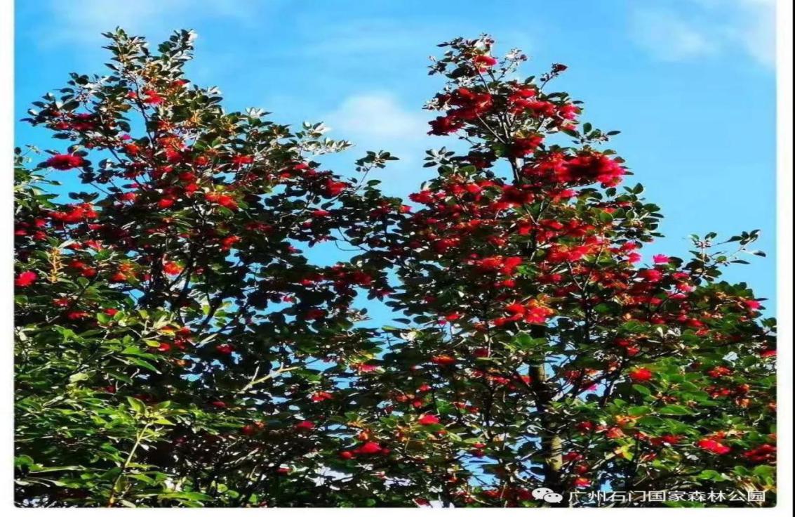 到广州•来从化：花城看花，花在从化——从化五朵金花邀您过大年