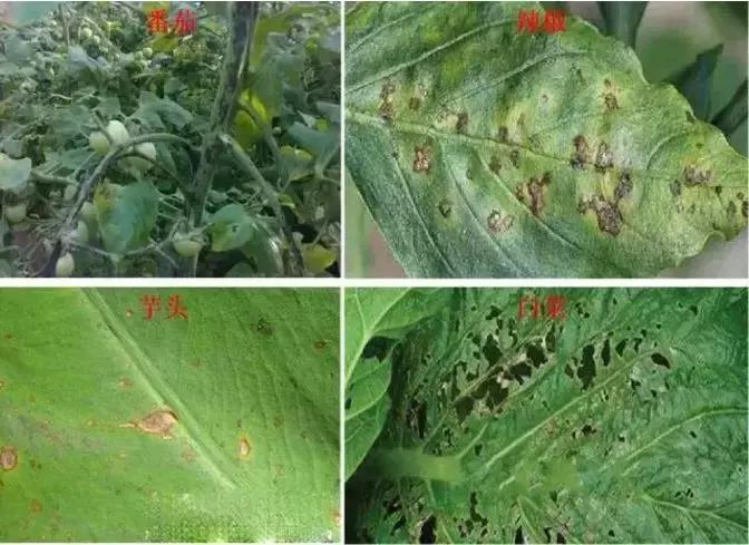 蔬菜细菌病害有哪些药,植物真菌细菌病害用什么药