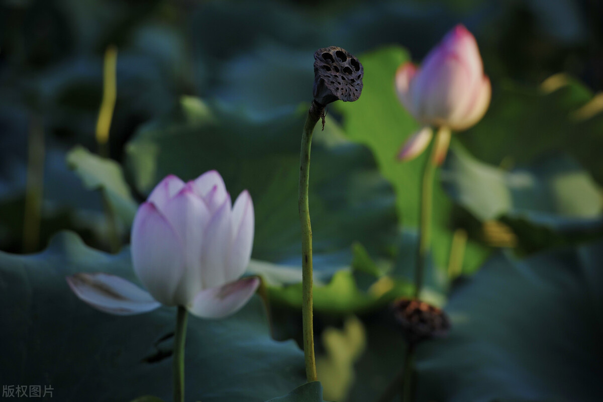 非法吸收公众存款复投如何认定,如何规避非法吸收公众存款罪