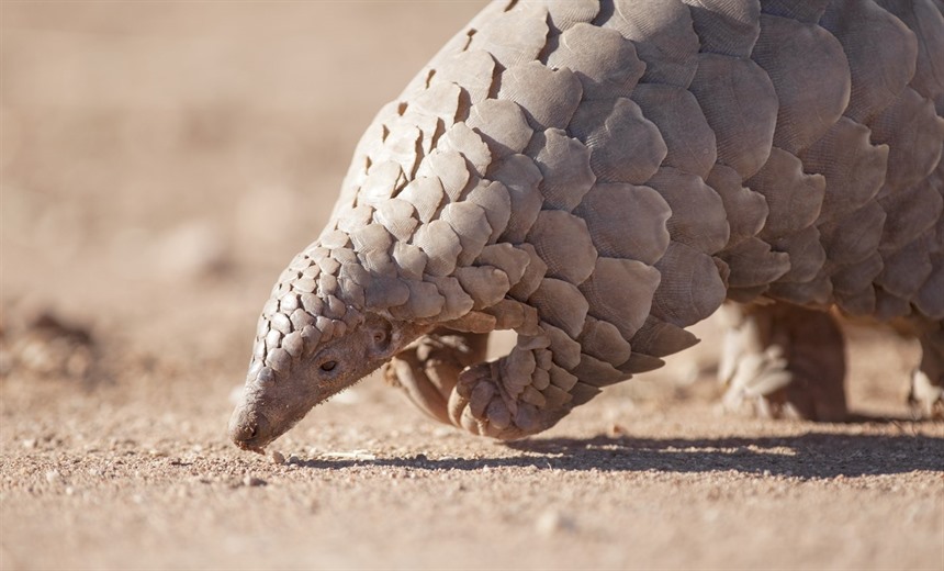 地球上最奇特的十种人,世界上有哪些奇特的动物或植物