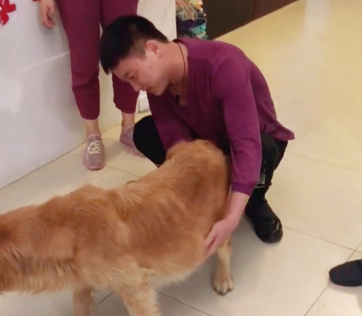 金毛大肚腹水后续,金毛腹水能活多久