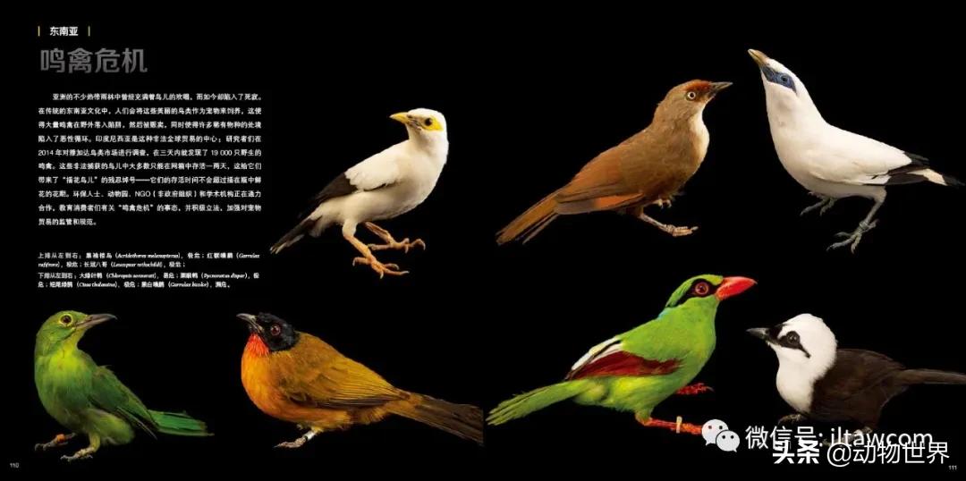 国际珍稀动物保护日-如何拯救那些正在从世界上逐渐消失的物种