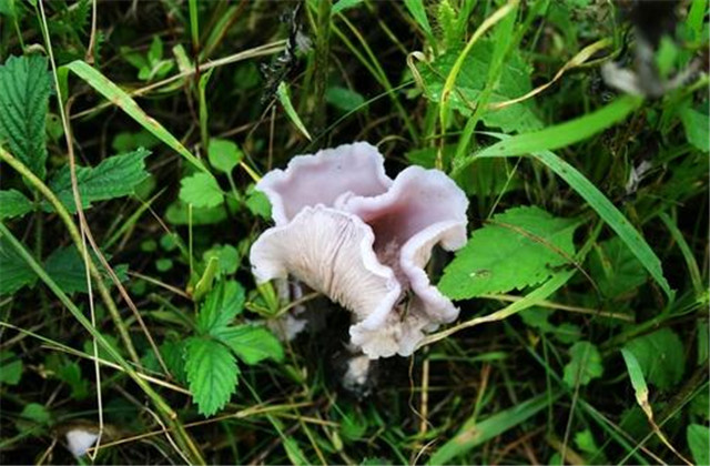 花脸香蘑的做法,野生花脸香蘑吃不完怎么保存