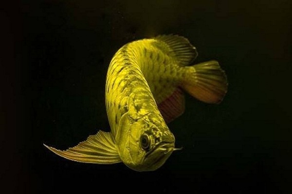 鱼价格今日多少一斤,查干湖鱼10斤价格