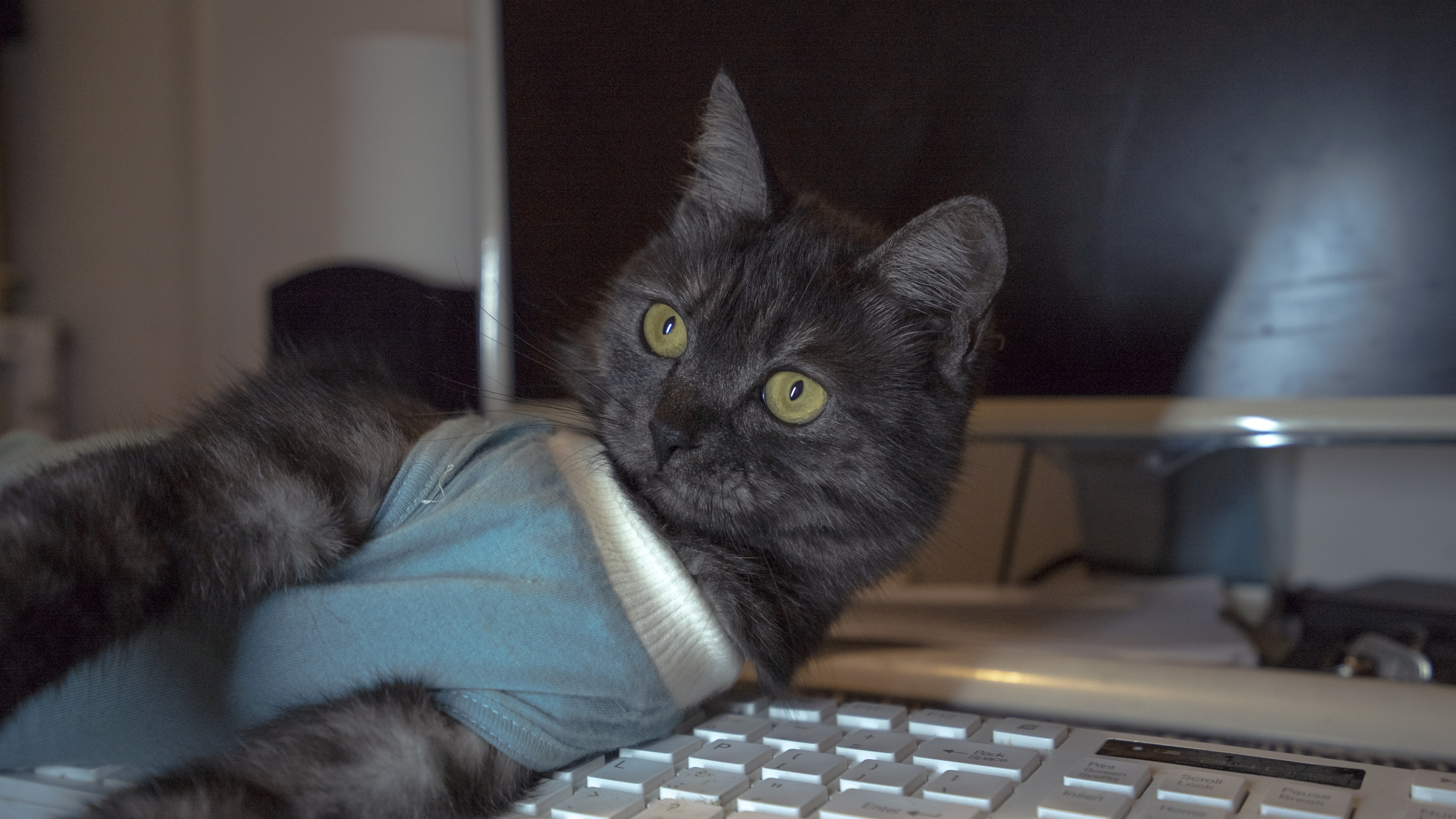 国外有哪些好的猫粮,排名前十的国外猫粮