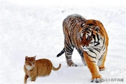 猫咪见到老虎原来我长大后这么猛,猫咪第一次见到老虎反应真呆萌