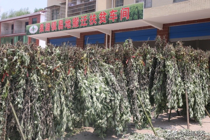 艾草直播助农,湖南乡村振兴直播助农