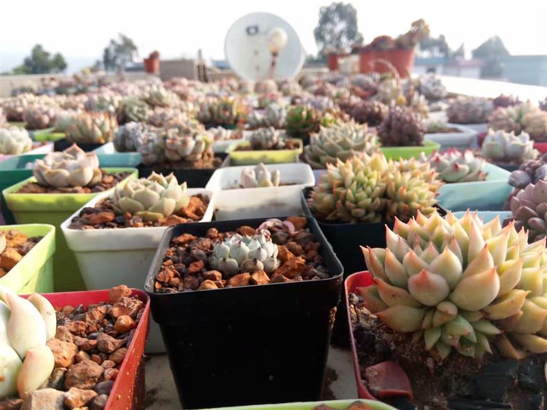 多肉万重山怎样养开花,多肉天台露养视频