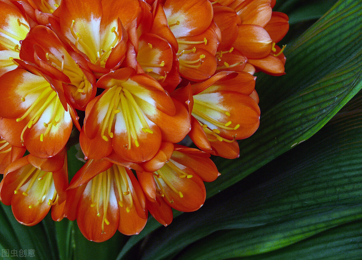 君子兰有六怕你知道吗,君子兰最怕的五种事情