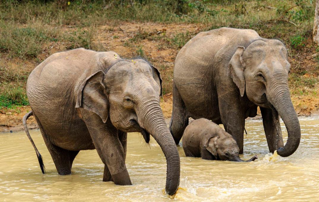 大象啪啪啪的时候是这个样的,如此硕大的动物也有这么温柔的一面