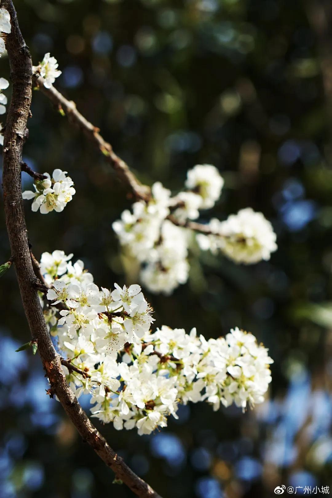 广州现在花开的季节,广州现在什么花开了