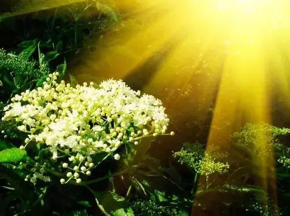 似水流年初中散文阅读,似水年华优美散文