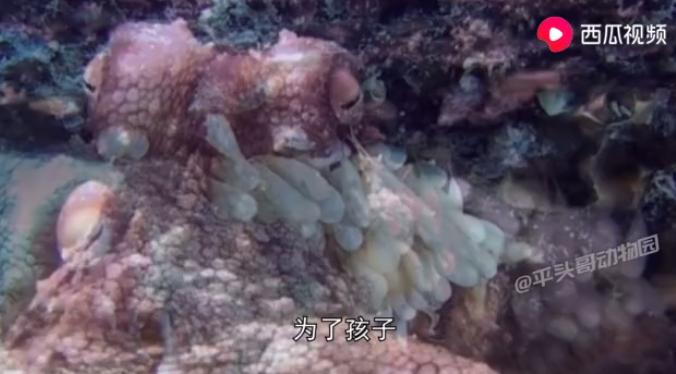 章鱼智商那么高怎么没统治地球,八爪章鱼的智商相当于人类几岁