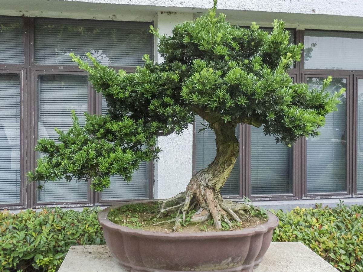 如何治疗罗汉松病虫害,罗汉松叶枯病最好治疗方法