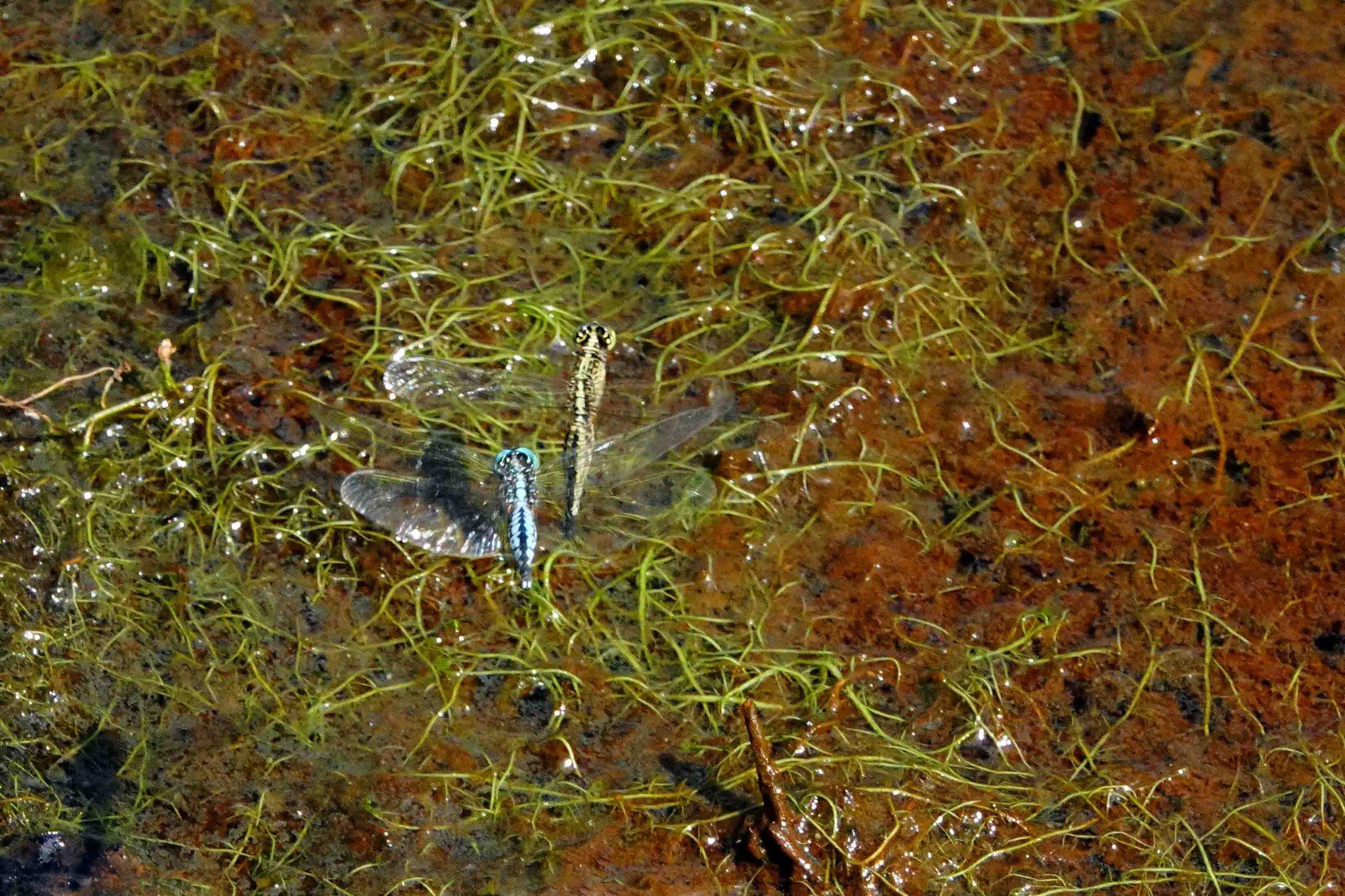 蜻蜓点水雁过留声,蜻蜓点水的收获