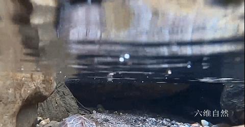 野生中华草龟捡到判几年,2只被放生中华草龟被救