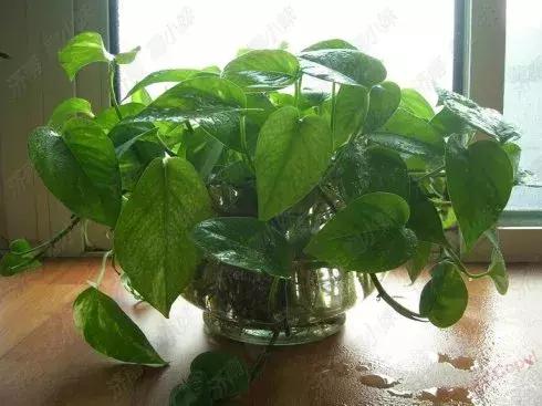 水培植物怎么养长得好,水培植物方法和注意事项有哪些呢