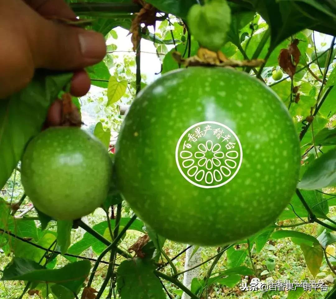 黄金百香果和百香果营养价值区别,百香果巨无霸和黄金果有什么区别