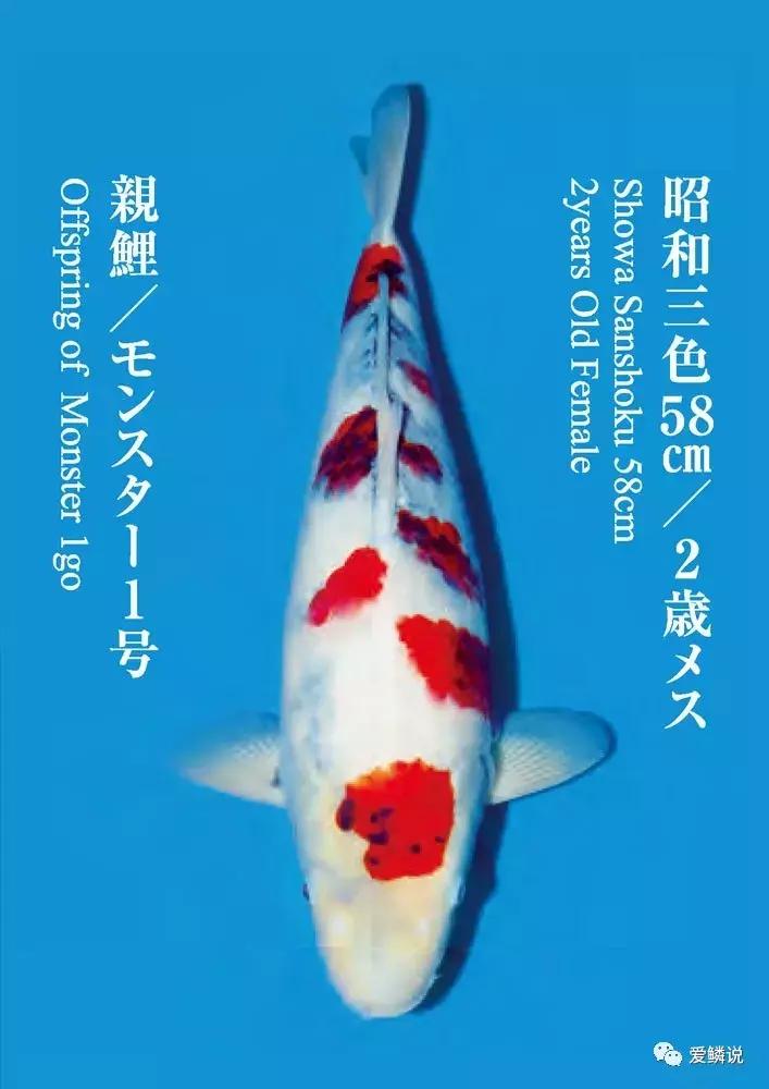 鲤界“老司机”的干货分享，少走弯路