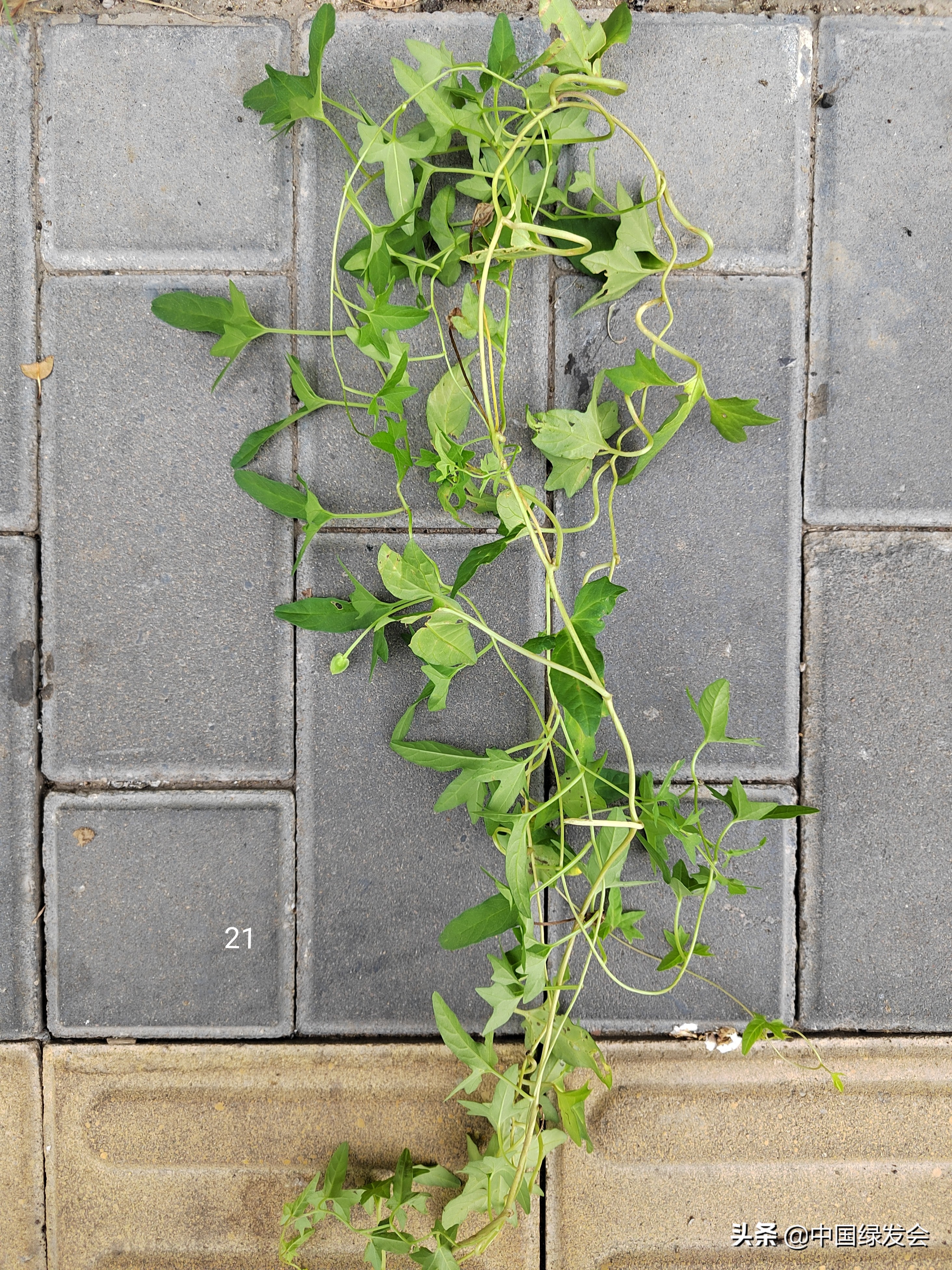 去野草留“精华”，整齐划一的草坪如何体现北京生物多样性？