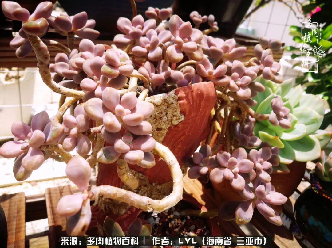 开挂区养多肉,非开挂区怎么把多肉养出状态