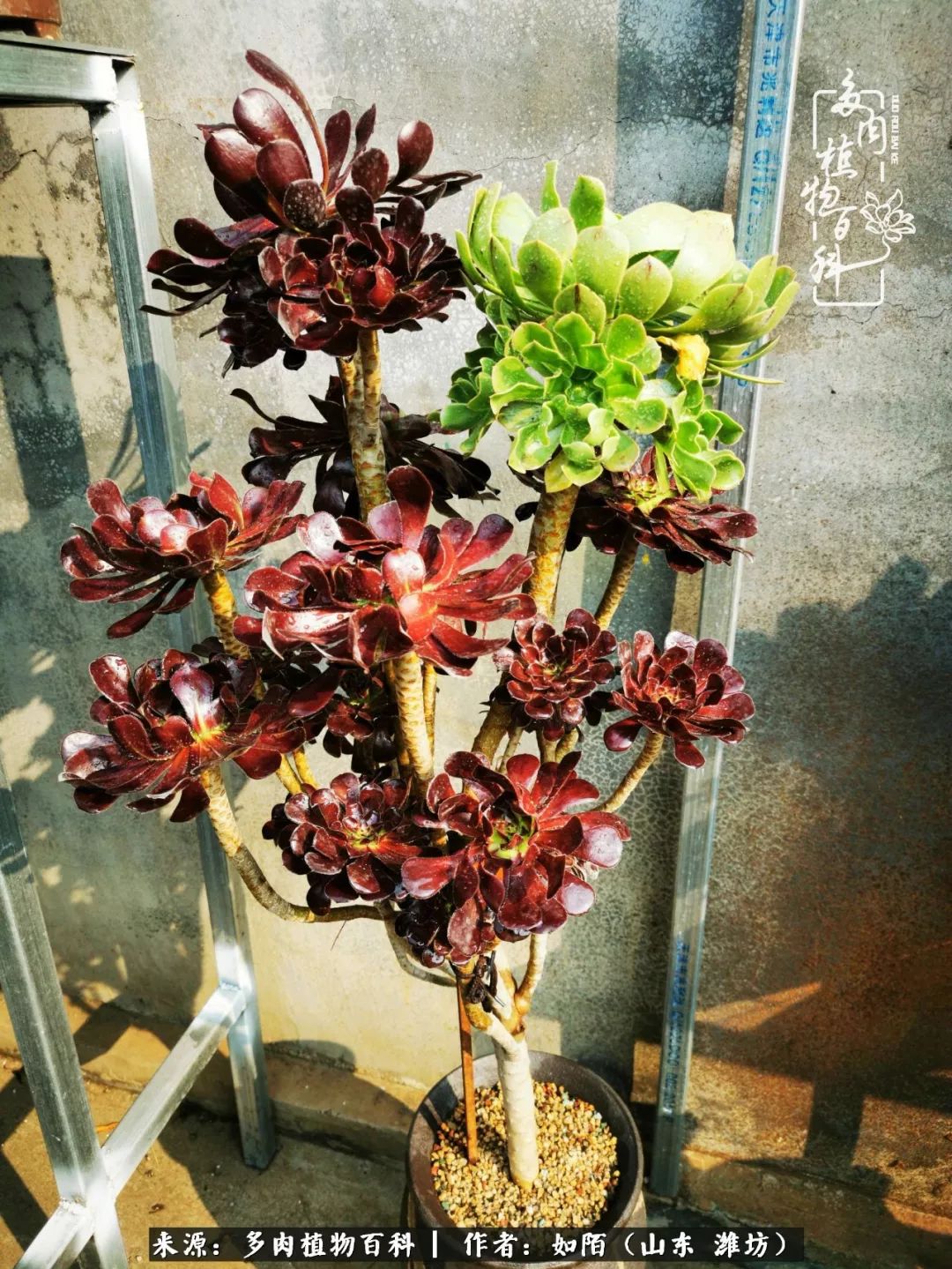 凤凰涅槃,浴火重生!多肉法师圣斗士们的秋天!(附养护经验)