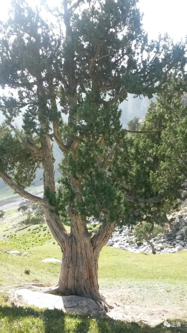 王通如何拥有绝活,王通做什么的