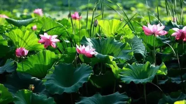 古人的夏天怎么凉快的,古人夏天没有空调怎么避暑