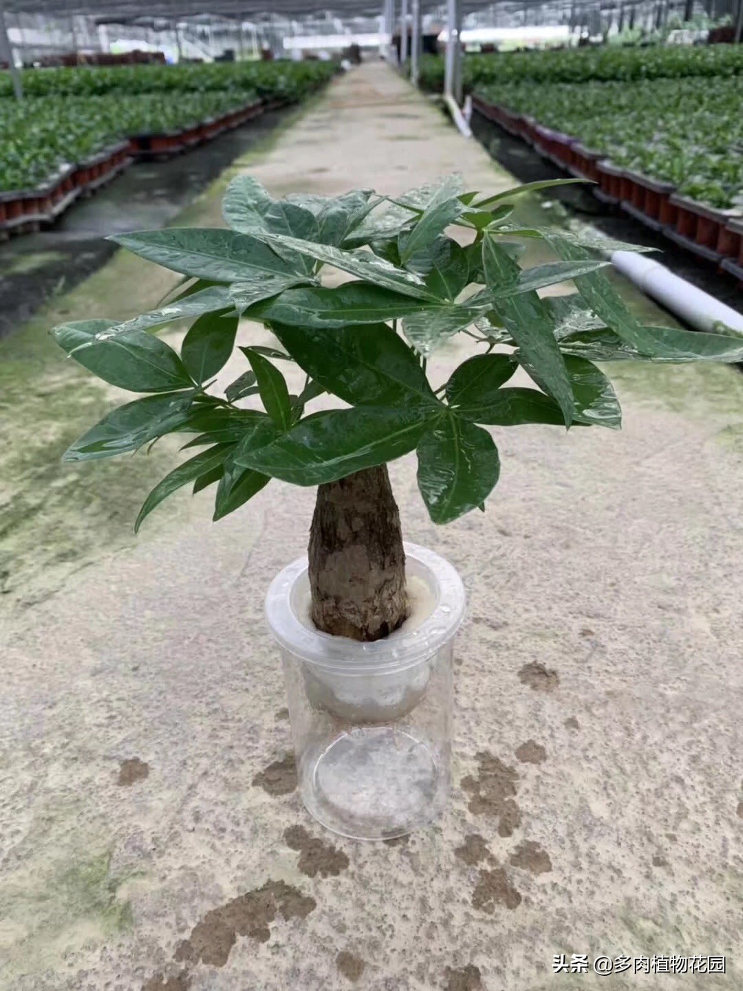 水培植物不要阳光,如何养好水培植物的方法