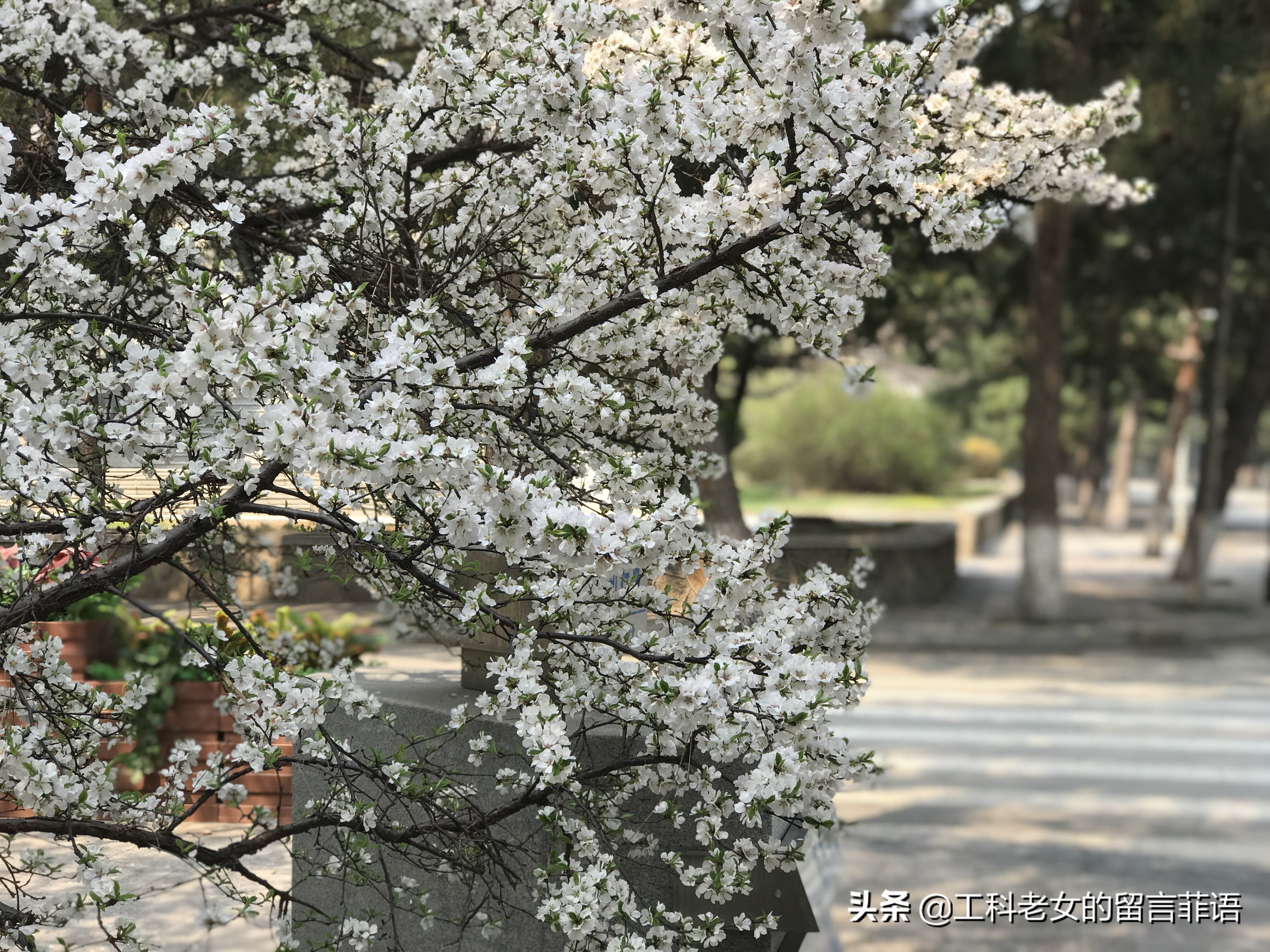 带你领略自然美,带你领略春天独有的浪漫