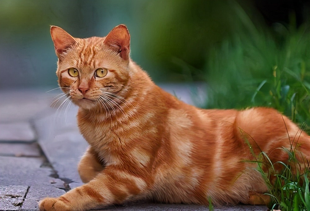 旺财猫到底多大,如何挑选旺财猫