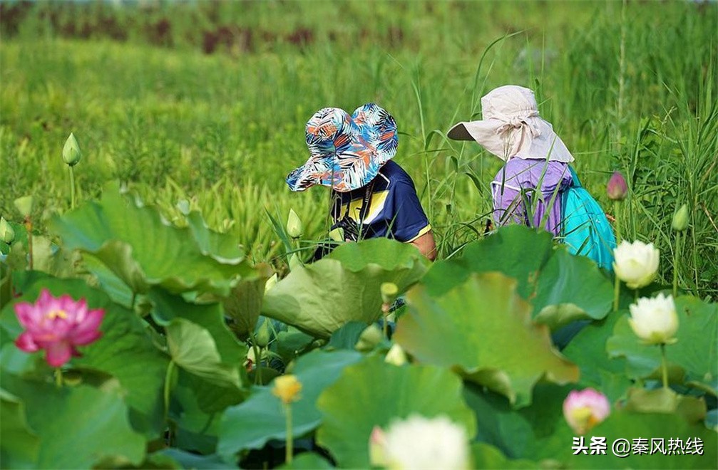 履职尽责勇担当——兴平市川流寨村*党**支部书记兼村委会主任张小川